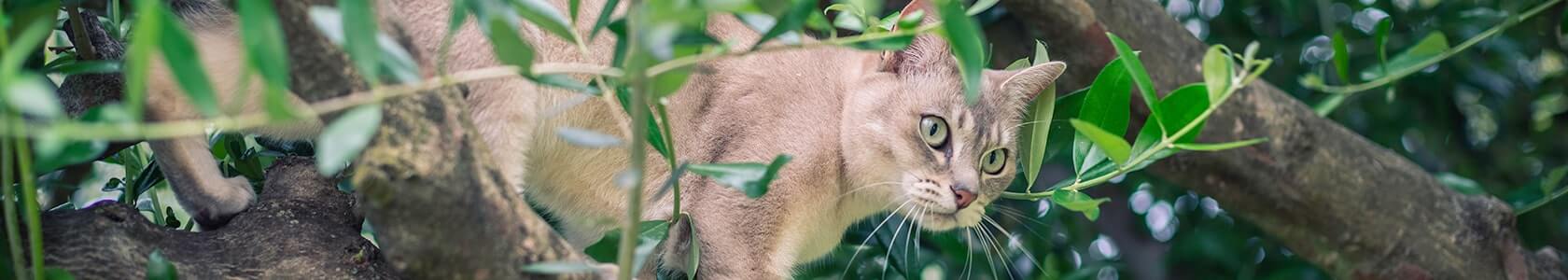 Cat skin infection medicine